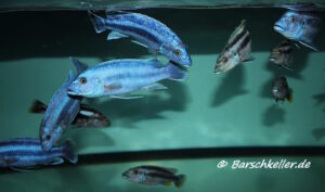Melanochromis kaskazini